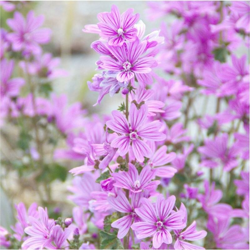 RAUSCH Malven Volumen-Spülung