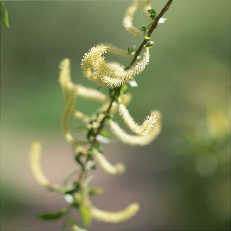 RAUSCH Weidenrinden Spezial-Spülung