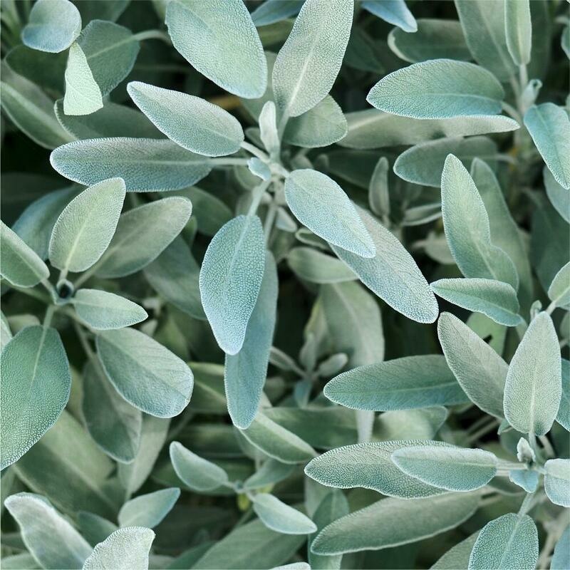 RAUSCH Salbei Silberglanz-Spülung